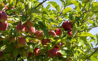 Apfelvielfalt zu günstigen Aktionspreisen- Jetzt in unserem Hofaden
